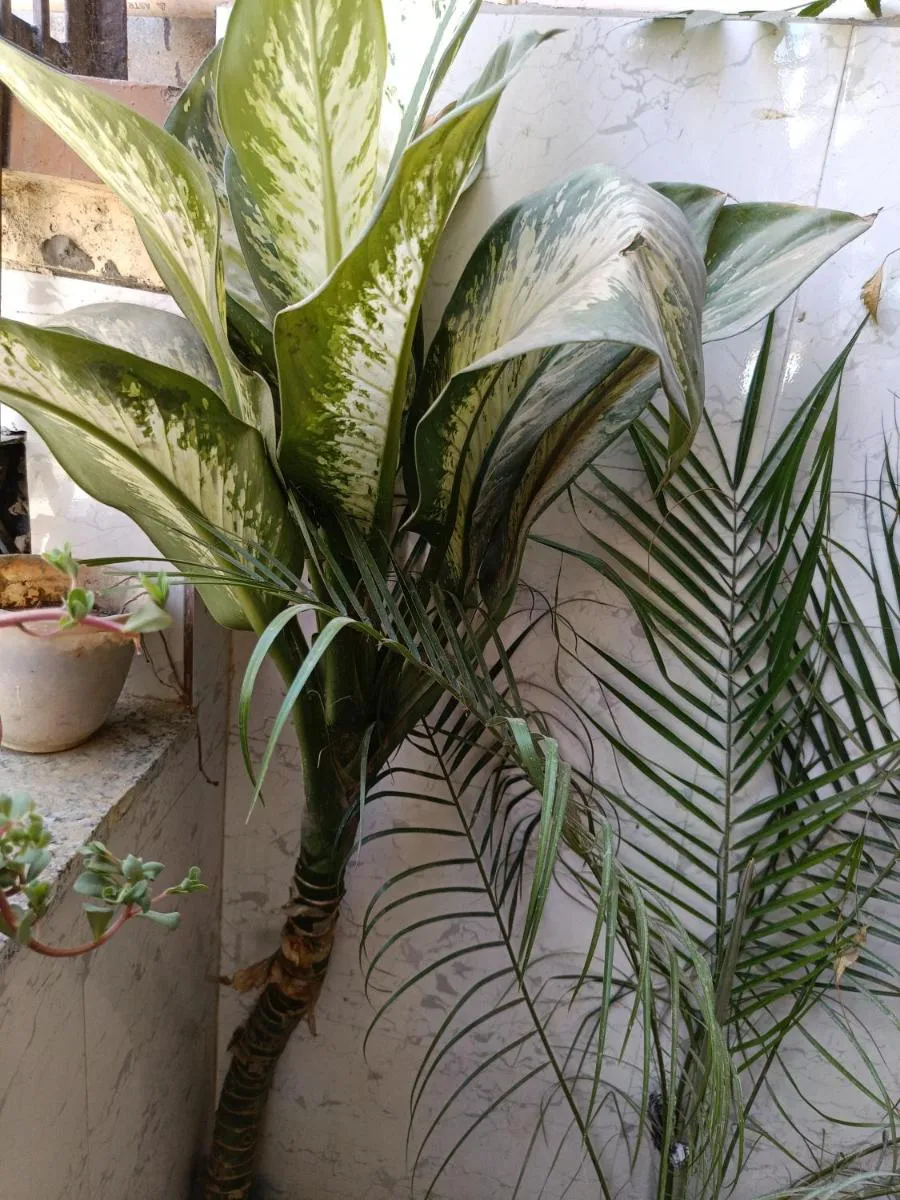 Image 6 of Sai Homestay Ayodhya